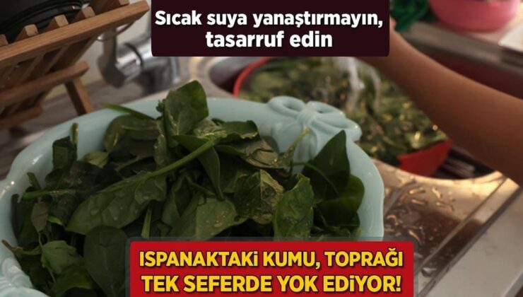 Ispanaktaki Kumu, Toprağı Tek Seferde  Yok Ediyor! Sıcak Suya Yanaştırmayın Bile