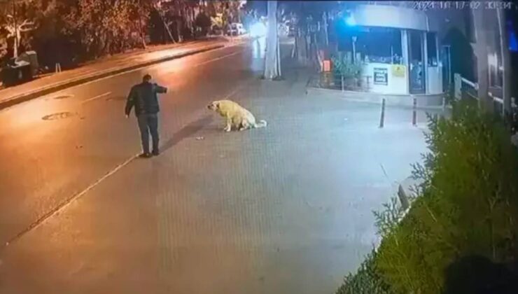 İstanbul’da Köpeğe Silah Çekmişti: 9 Adet Suç Kaydı Olan Erkek Tutuklandı