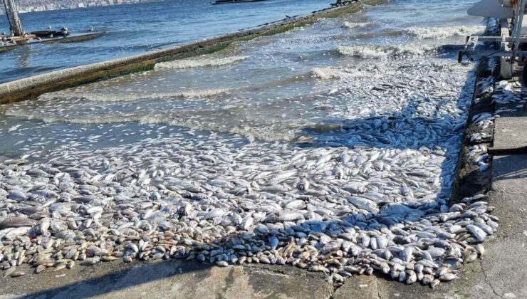 İzmir Körfezi’nde Balık Ölümleri: Atık Su Tespit Edildi