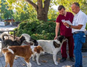 İzmir’de Sahipsiz Köpeklerin Sayımına Başlandı