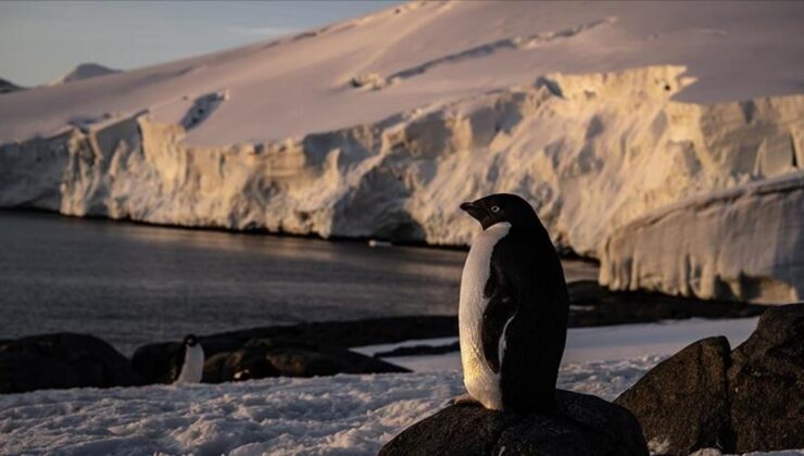 Kaçak Penguen İki Hafta Sonra Bulundu: 30 Km Uzağa Gitmiş