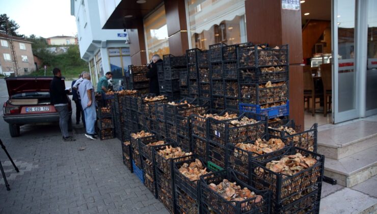 Kastamonu’dan Avrupa Sofralarına Yayılan Lezzet: Bolet, Sığır Dili, Borazan ve Kanlıca Tipi Yetişiyor