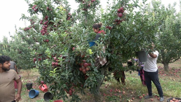 Kayseri’den İngiltere, Fransa, Rusya’ya Gönderiliyor: Hasat 1 Ay Sürüyor