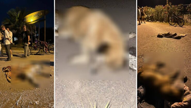 Kırklareli Şehir Çöplüğünde Ölü Kedi ve Köpekler Bulundu, Soruşturma Başlatıldı!