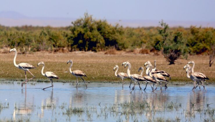 Konya’da Flamingo Yavruları Göç Yolculuğuna Hazırlanıyor