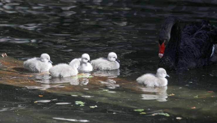 Kuğulu Park Ailesine 5 Bebek Kuğu Daha Katıldı