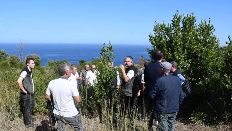 Mudanya’da Defne Alanı Rehabilitasyonu İçin Teknik Gezi Düzenlendi