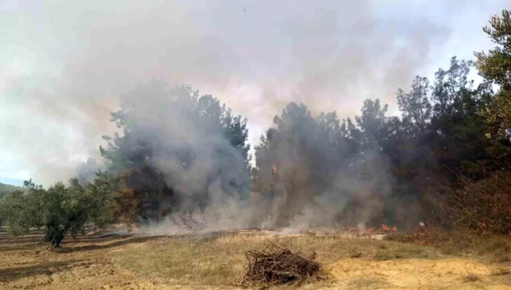 Mudanya’da Orman Yangını Kontrol Altına Alındı