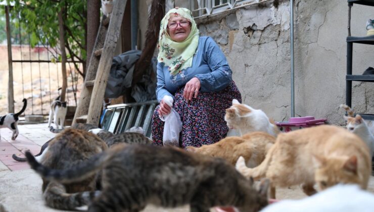 Ömrünü Kedilere Adadı! 11 Yıldır 70 Kediye Bakıyor: Elimde Avcumda Olanı Bunlara Yediriyorum