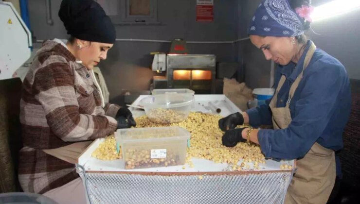 Ordu’da Fındık Sürece Tesisleri Artıyor