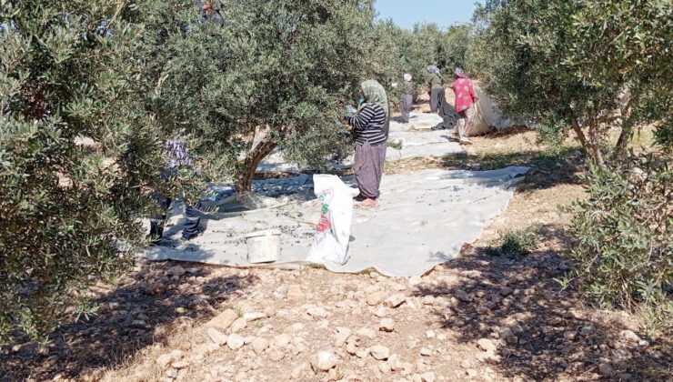 Osmaniye’de Zeytin Hasadı Başladı, Fiyatlar Düştü