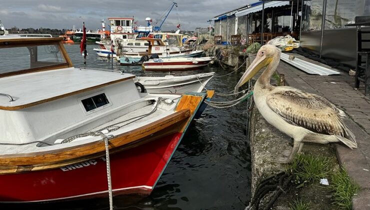 Pelikanlar Türkiye’den Gitmek İstemiyor: Uzmanlardan Uyarı