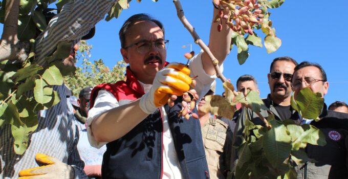 Siirt’te Şenlikle Birlikte Fıstık Hasadı Yapıldı