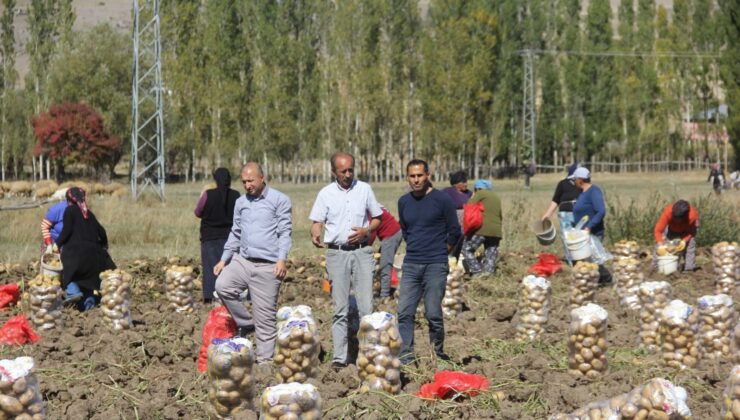 Sivaslı Patates Üreticisi Aracıları Ortadan Kaldırdı, Kendi Üretip Kendi Satıyor