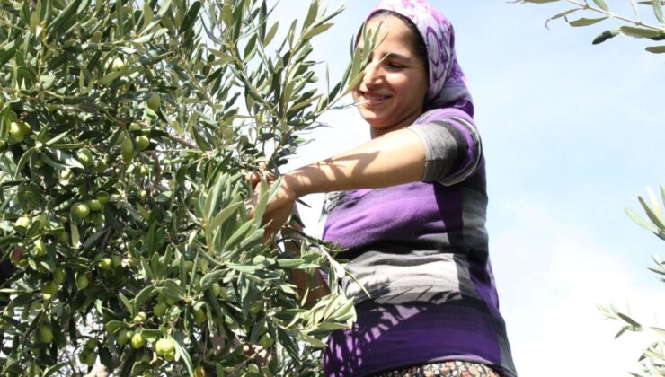 Sofralık Zeytin İhracatında Türkiye’den Tarihi Rekor! Büyük Ülkelerden Talep Yağdı