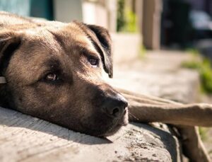 Sokak Köpeğini İstismardan Yargılanan Sanık, Sokak Hayvanlarını Koruma Günü’nde Tahliye Edildi