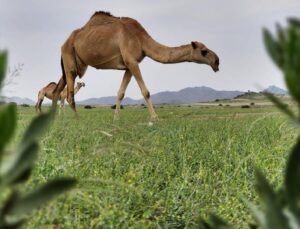 Suudi Arabistan’da 27 Deveye Estetik, 16’sına Botoks Yapıldığı Ortaya Çıktı