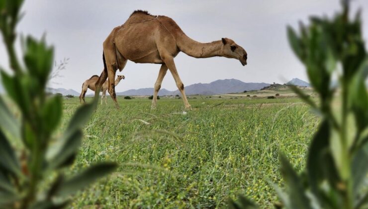 Suudi Arabistan’da 27 Deveye Estetik, 16’sına Botoks Yapıldığı Ortaya Çıktı