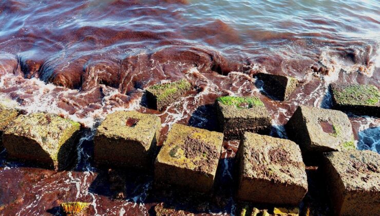 Tekirdağ’da Endişelendiren Görüntü: Tüm Kıyısı Sardı