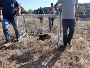 Tekirdağ’da Yaralı Tilki Tedavi Edilip Tabiata Bırakıldı