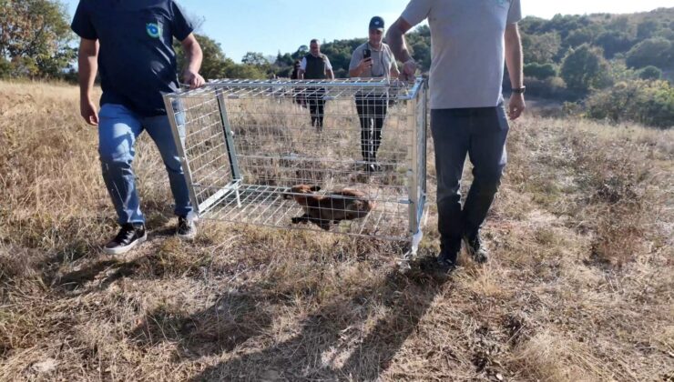 Tekirdağ’da Yaralı Tilki Tedavi Edilip Tabiata Bırakıldı