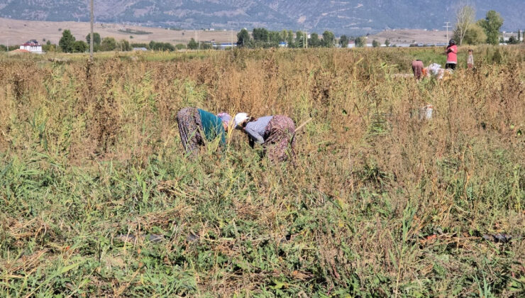 Tokat’ta Hasat Vakti Geldi, 65 Dönüm Ürün Tarlada Kaldı: Bedava Dağıttı