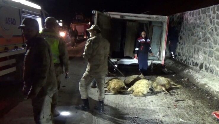 Tunceli’de Canlı Hayvan Aracı Devrildi: Sürücü Yaralandı, Çok Sayıda Hayvan Telef Oldu