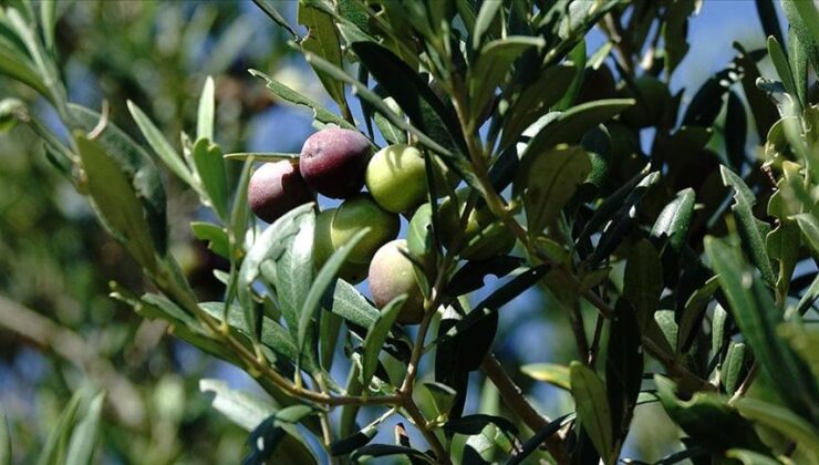 Türkiye’de 750 Bin Ton Sofralık Zeytin Rekoltesi Bekleniyor