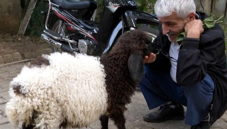 Üç Aylık Şirin “Fulya” Kuzu, Sahibini Gölge Gibi Takip Ediyor