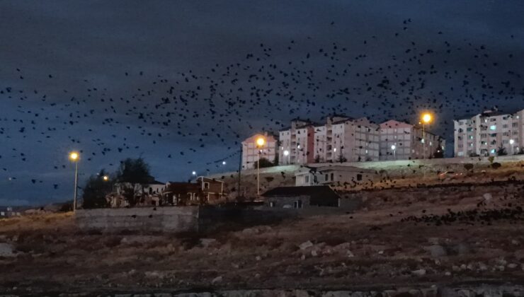 Van’da Binlerce Karga Gökyüzünü Kapladı