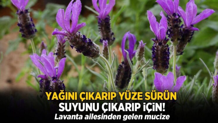 Yağını Çıkarıp Yüze Sürün, Suyunu Çıkarıp İçin! Lavanta Ailesinden Gelen Mucize