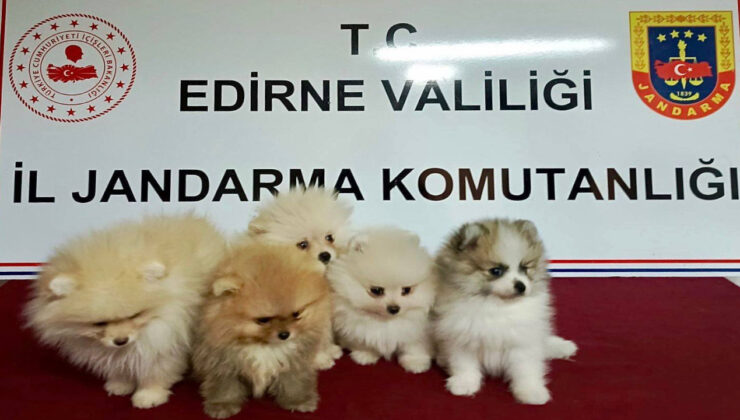 Yurt Dışından Kaçak Sokulan 5 Yavru Köpeğe El Konuldu