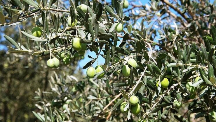 Zeytin Hırsızlarına Tutuklama