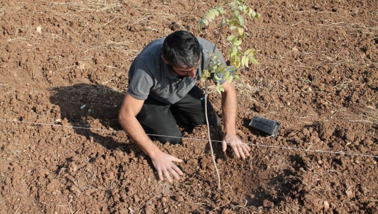 10 Dönümlük Arazisine 200 Fide Ekti! Gaziantep’ten Sonra Mardin’de de Yetişiyor