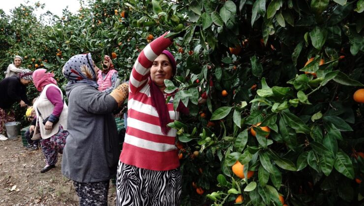 7 Bin Dönümlük Alanda Yetişti: Coğrafik İşaretli A, B ve C Vitamini Zengini