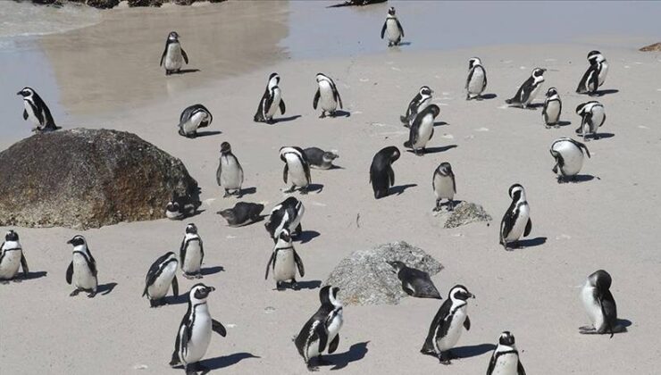 Afrika Penguenleri Gıda Yetersizliği Nedeniyle 10 Yıl Sonra Tükenebilir