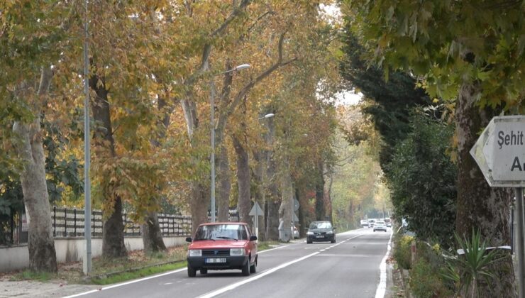 Atatürk’ün Talimatıyla Dikilen 100 Yıllık Çınarlar Mest Ediyor! İstanbul’dan Yalova’ya Kadar Uzanıyor