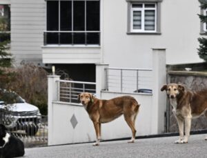 Başıboş Sokak Köpekleri ‘Beyaz Kanser’ Tehlikesine Yol Açıyor