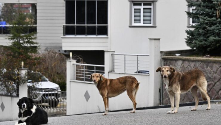 Başıboş Sokak Köpekleri ‘Beyaz Kanser’ Tehlikesine Yol Açıyor