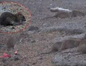 Bu Görüntüler Hatay’dan! Fareler Karayolunu İstila Etti