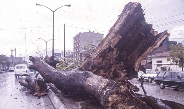 Bursa’daki Tarihi Dev Çınar Buü’de Sergileniyor