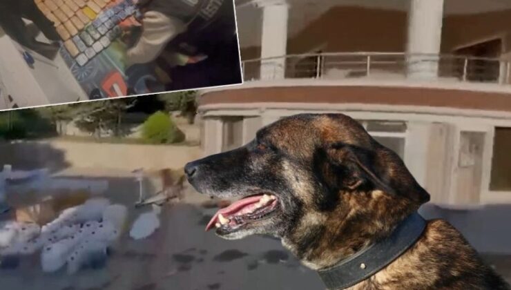 Canı Değerine Yakaladı! Narkotik Köpeği Ares Uyuşturucu Baskınında Öldü