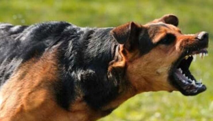 Çankırı’da 6 Yaşındaki Çocuğa Başıboş Köpek Saldırdı