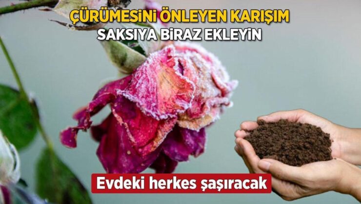 Çiçekleriniz Komşu Çatlatsın! Saksıya Biraz Ekleyin, Her Daim Rengarenk Kalacak