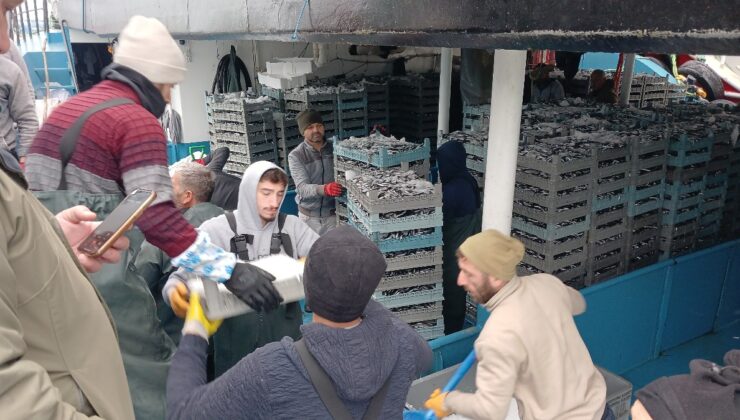 Düzce’de Balıkçılar Tonlarca Hamsi Yakaladı