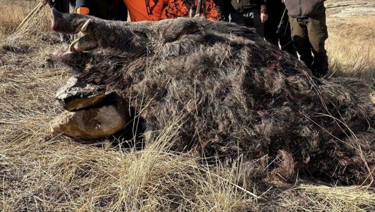 Elazığ’da Yabancı Avcıların Tuzağına Düştü! Tam 300 Kilo Yükünde