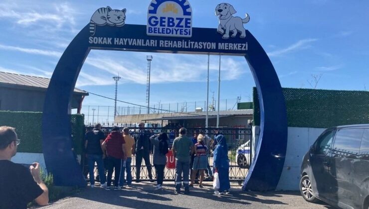 Gebze’dekiş Kedi ve Köpek Katliamının Otopsi Sonucu Belli Oldu