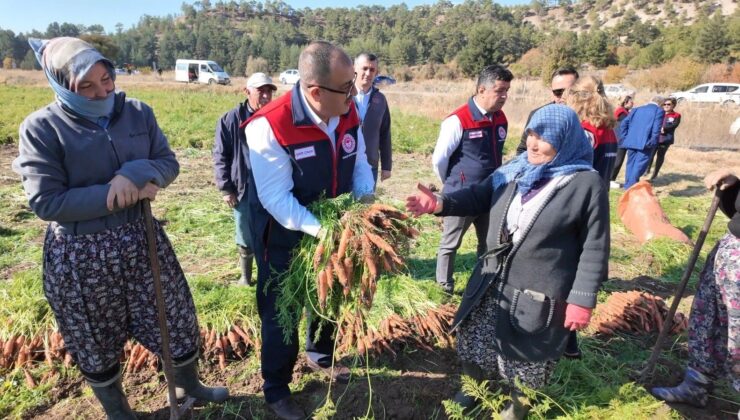 Günlük A Vitamini Gereksiniminin Yüzde 51’ini Karşılıyor! Denizli’de Hasadı Başladı: Köylüler Binbir Zahmetle Toplayıp Sofralara Gönderiyor