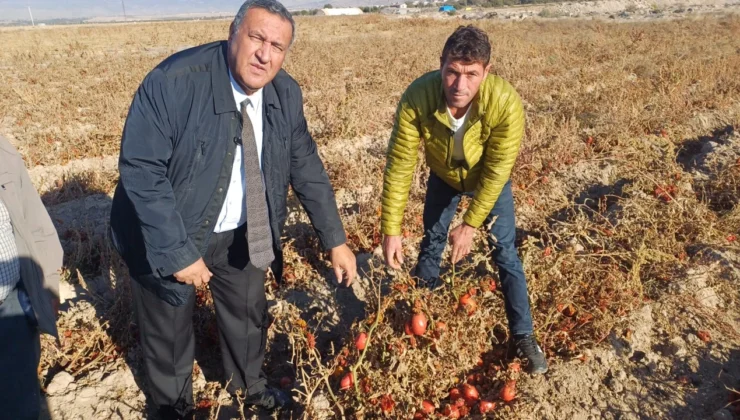 “Hasat Çürüdü, Halk Ucuz Zerzevat Göremedi!”