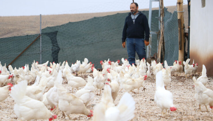 Hobisi İşi Oldu: Bin Tavukla Organik Yumurta Üretiyor